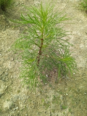 Dicranocarpus parviflorus