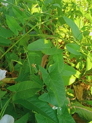 Convolvulus arvensis