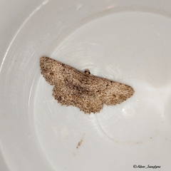 Hypomecis transcissa