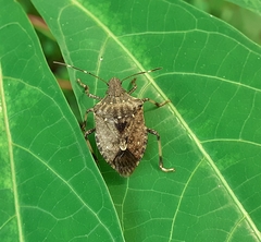 Halyomorpha picus