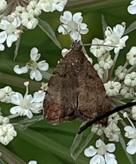 Choreutis pariana