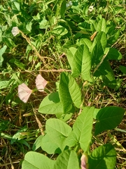 Convolvulus arvensis