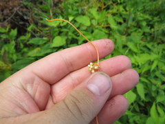 Cuscuta rostrata
