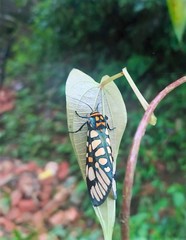 Aglaomorpha plagiata