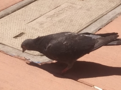 Columba livia domestica