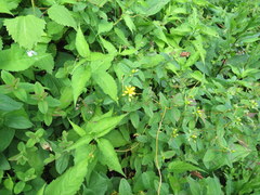Hypericum mitchellianum