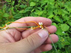 Cuscuta rostrata
