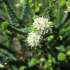 Agathosma apiculata
