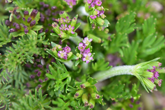 Chaerophyllum taiwanianum