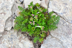 Chaerophyllum taiwanianum