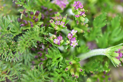 Chaerophyllum taiwanianum