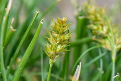 Carex nubigena