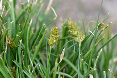 Carex nubigena