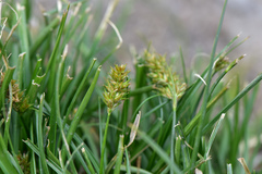 Carex nubigena
