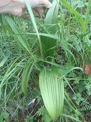 Veratrum lobelianum