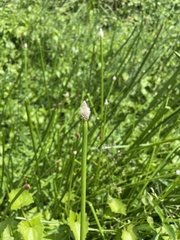 Eleocharis elegans