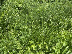 Eleocharis elegans