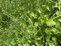 Eleocharis elegans