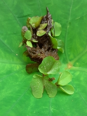 Salvinia molesta
