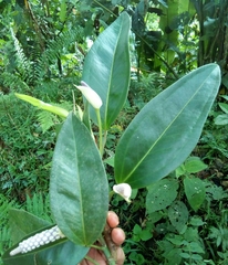 Anthurium scandens