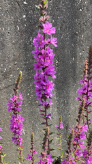 Lythrum salicaria
