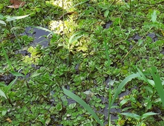 Salvinia molesta