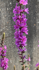Lythrum salicaria