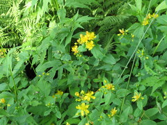 Hypericum graveolens