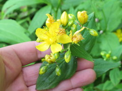 Hypericum graveolens