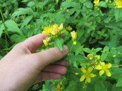 Hypericum graveolens