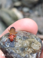 Ancistronycha erichsonii