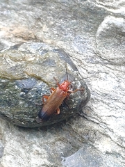 Ancistronycha erichsonii