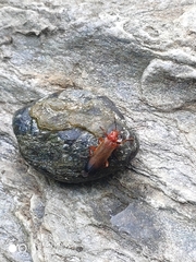 Ancistronycha erichsonii