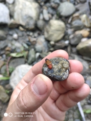 Ancistronycha erichsonii