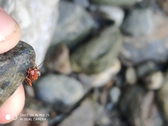 Ancistronycha erichsonii