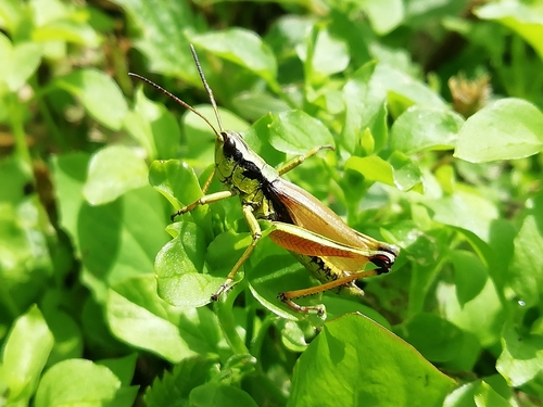 Podismopsis poppiusi