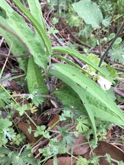 Aristolochia erecta