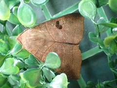Thyas coronata