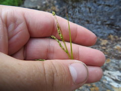 Carex misera