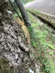 Acanthosaura lepidogaster