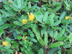 Hypericum graveolens