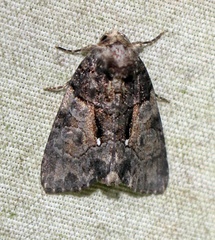 Chytonix palliatricula