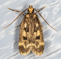 Martyringa latipennis