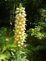 Digitalis ferruginea