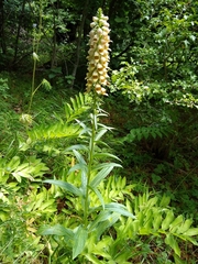 Digitalis ferruginea