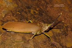 Taphronota