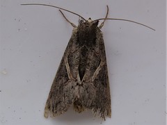 Ctenoplusia limbirena