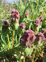 Lamium purpureum purpureum