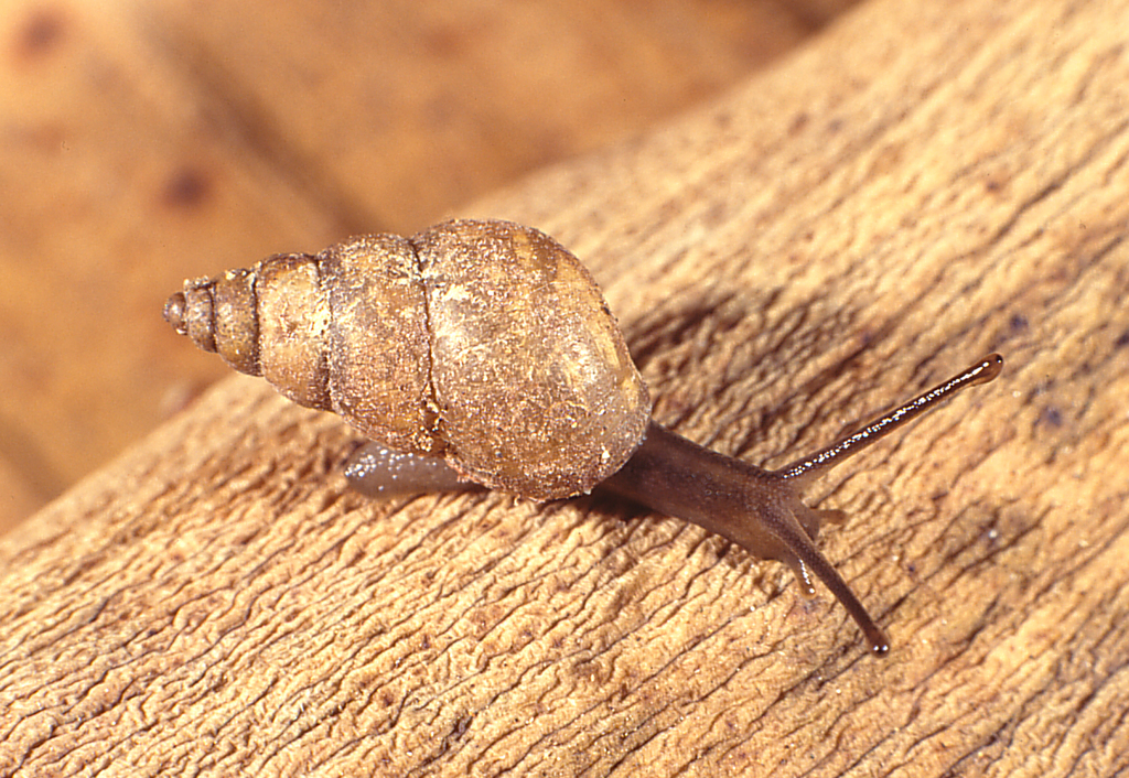 Scruffy Barksnail