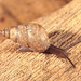 Scruffy Barksnail - Photo (c) Dai Herbert, some rights reserved (CC BY-NC), uploaded by Dai Herbert